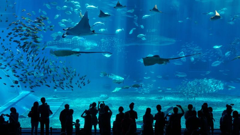 Menschengruppen stehen vor der Scheibe eines großen Aquariums mit vielen unterschiedlichen Fischen.