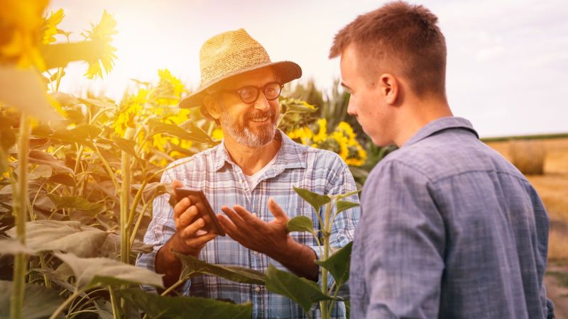 In einem Feld aus Sonneblumen steht ein älterer Mann mit Strohhut und zeigt einem aufmerksamen jungem Mann etwas auf seinem Smartphone.