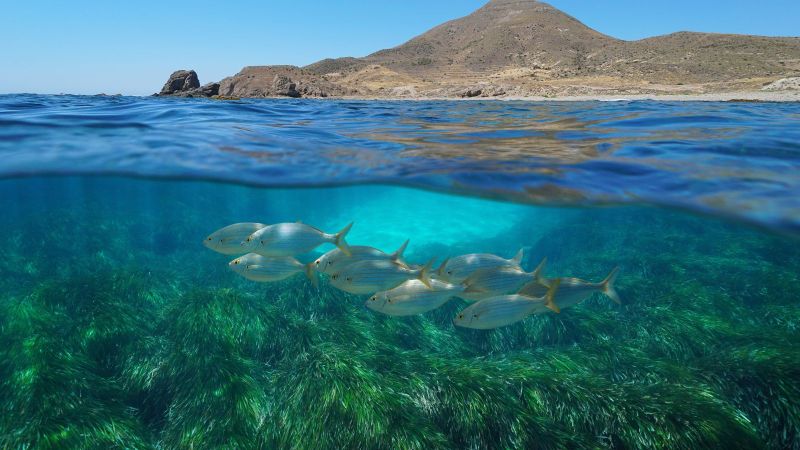 Querschnitt eines Meeres. In der unteren Bildhälfte sind unter der Wasseroberfläche einige Fische und Pflanzen zu sehen. An der Oberfläche liegt im Hintergrund eine felsige Küste mit einem Berg.