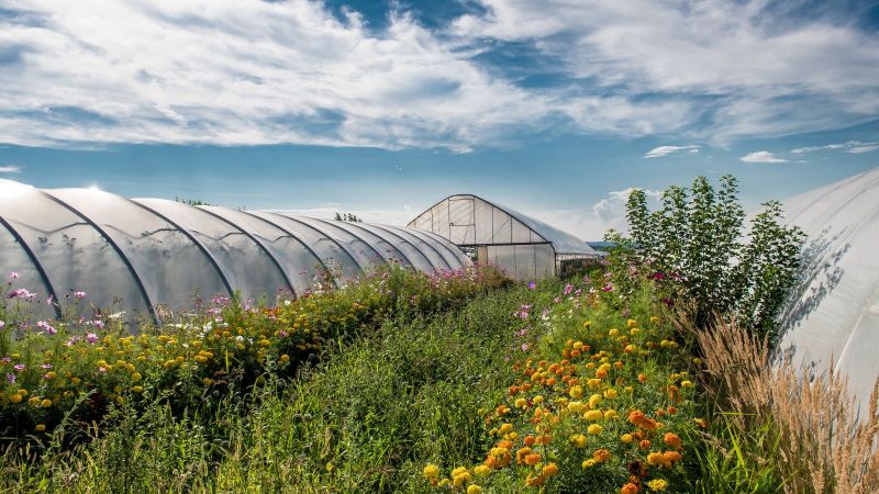 Großes Gewächshaus mit blühender Wiese nebendran 