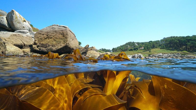 Querschnitt eines Gewässers. In der unteren Bildhälfte sind unter der Wasseroberfläche große braune Algen zu sehen. An der Oberfläche liegt das mit großen Steinen begrenzte Ufer mit Wiesen und Bäumen im Hintergrund.